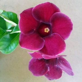 Allamanda Brazilian Red Wine