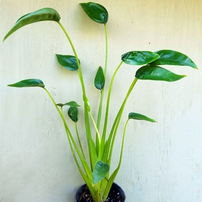 Pond plants