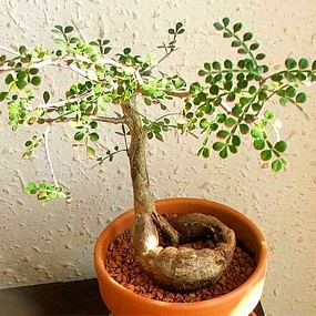 Bonsai plants