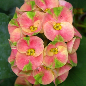 Euphorbia millii, Crown of thorns plant