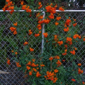 Flowering vines