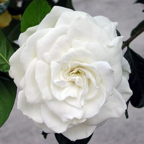 Gardenia plant