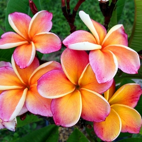 Plumeria hybrids