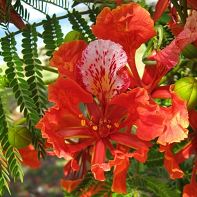 Delonix regia, Royal Poinciana tree