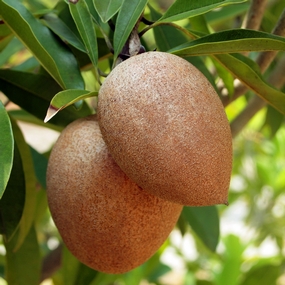 Sapodilla,Achras (manilkara) zapota