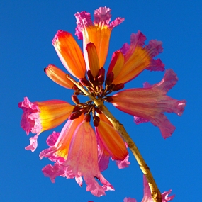 Tabebuia tree