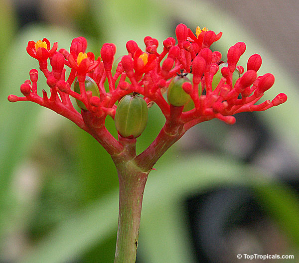 Jatropha podagrica