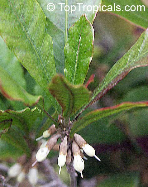 synsepalum dulcificum