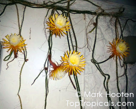 Selenicereus hondurensis, Night-blooming cereus bloom