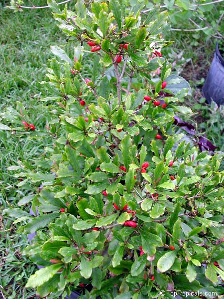 synsepalum dulcificum