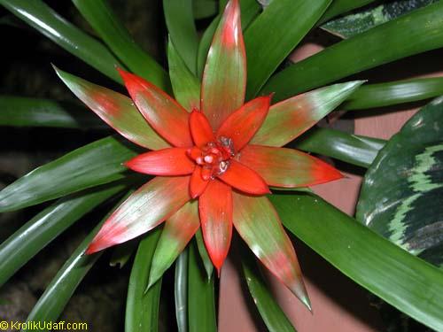 Bromeliad Flower