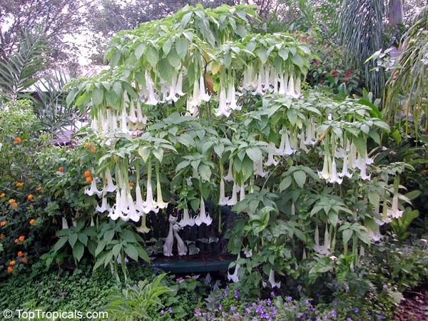 Brugmansia