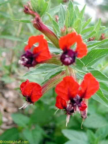 Flowering ground cover plant