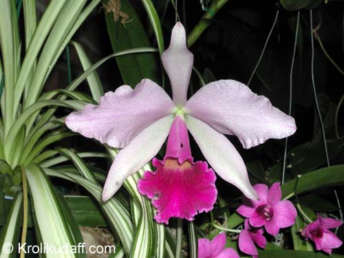 Orchid Flower