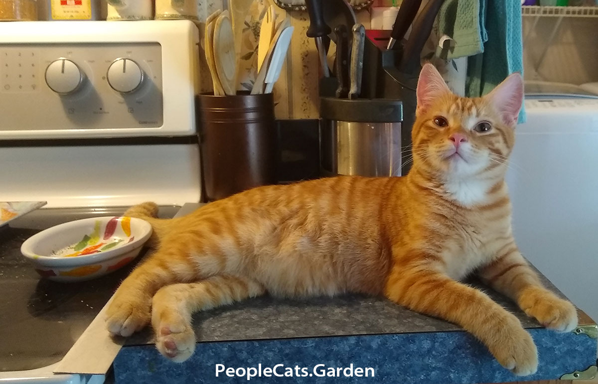 European Shorthair Ginger Cat