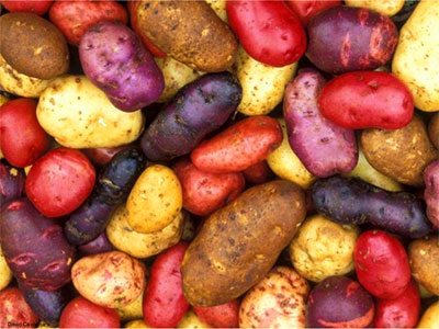 Sweet Potatoes - Ipomoea batatas