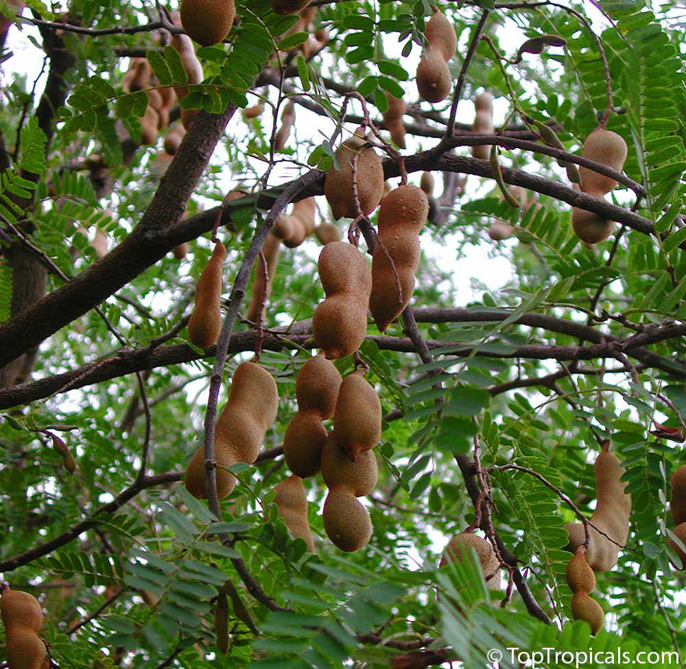 Tamarind leaves and fruit