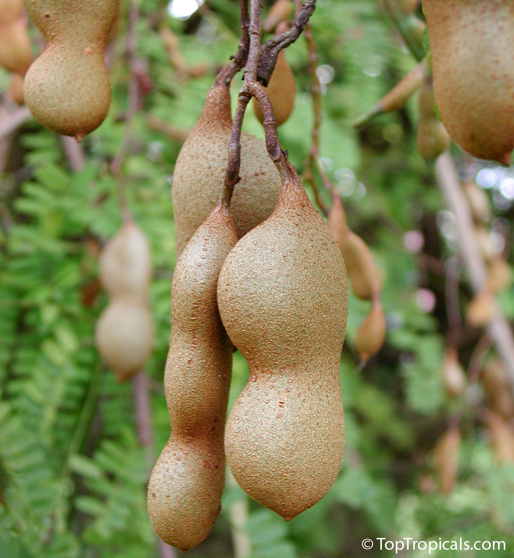 Tamarind fruit hanging