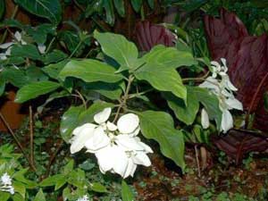 Mussaenda philippica