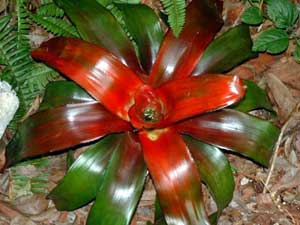 Guzmania