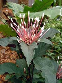 Clerodendrum quadriloculare