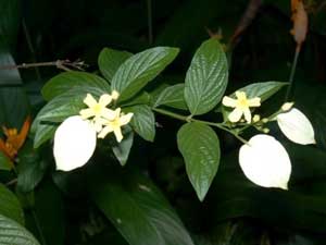 Pseudomussaenda flava