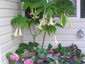 Brugmansia