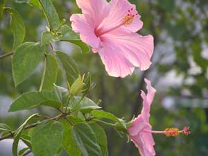 Hibiscus