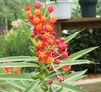 Asclepias curassavica