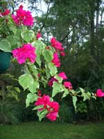 Bougainvillea