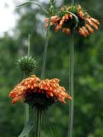 Leonotis nepetaefolia