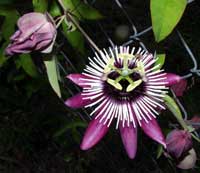 Passiflora Violacea