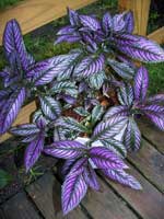 Strobilanthes