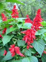 Salvia Splendens