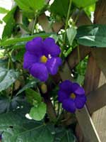 Thunbergia battiscombei