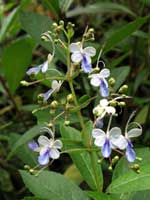 Clerodendrum ugandense