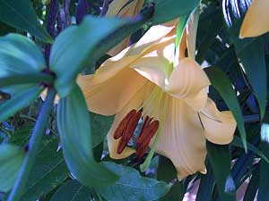 Anaconda Lily flower