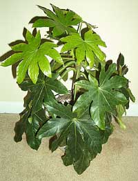 Aralia sieboldii