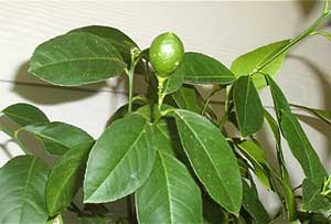 Citrus meyeri