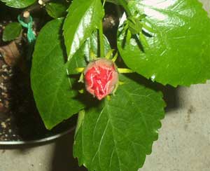 Hibiscus 'Double Kona'