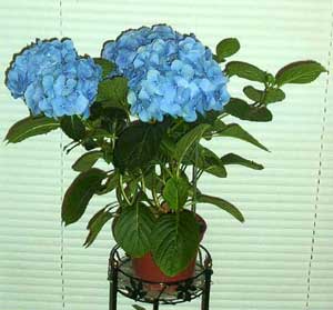 Hydrangea macrophylla