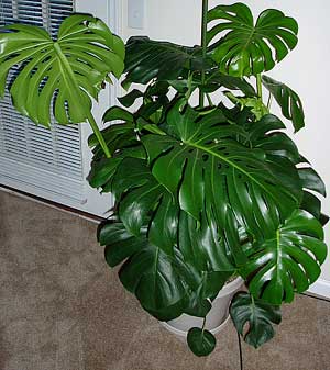 Monstera deliciosa