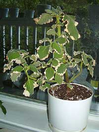 Plectranthus