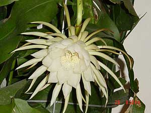 Epiphyllum Oxipetallum