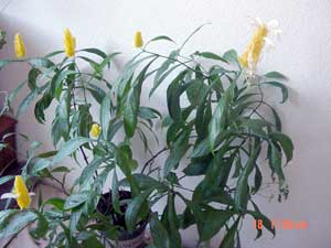 Pachystachys Lutea