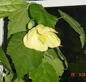 Abutilon 'Moonchimes'