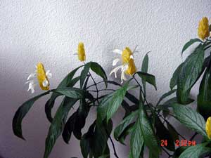 Pachystachys Lutea