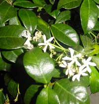 Trachelospermum jasminoides