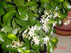 Trachelospermum jasminoides