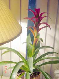 Guzmania